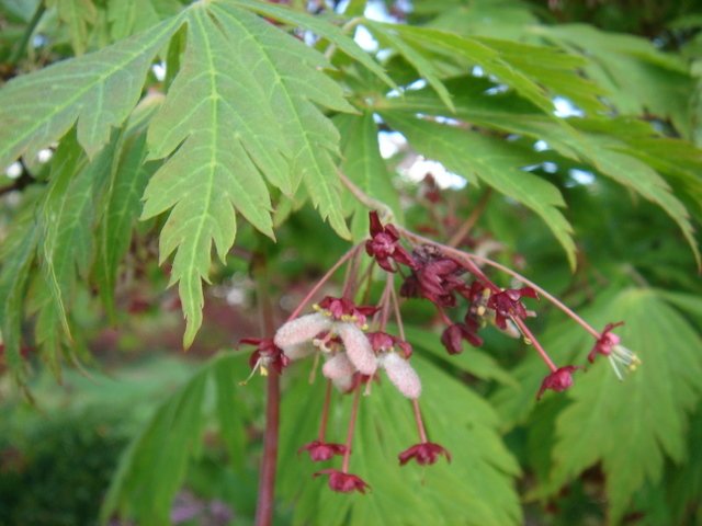 Acer japonicum 'Aconitifolium' (2)